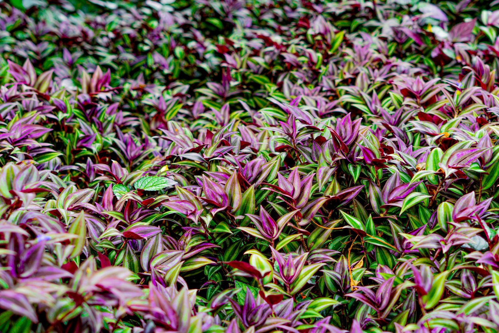 Rue animée de Fort-de-France en Martinique avec bâtiments colorés et palmiers